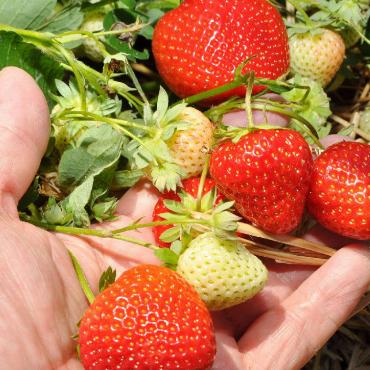 Letzte Chance auf frische Erdbeeren vom Feld