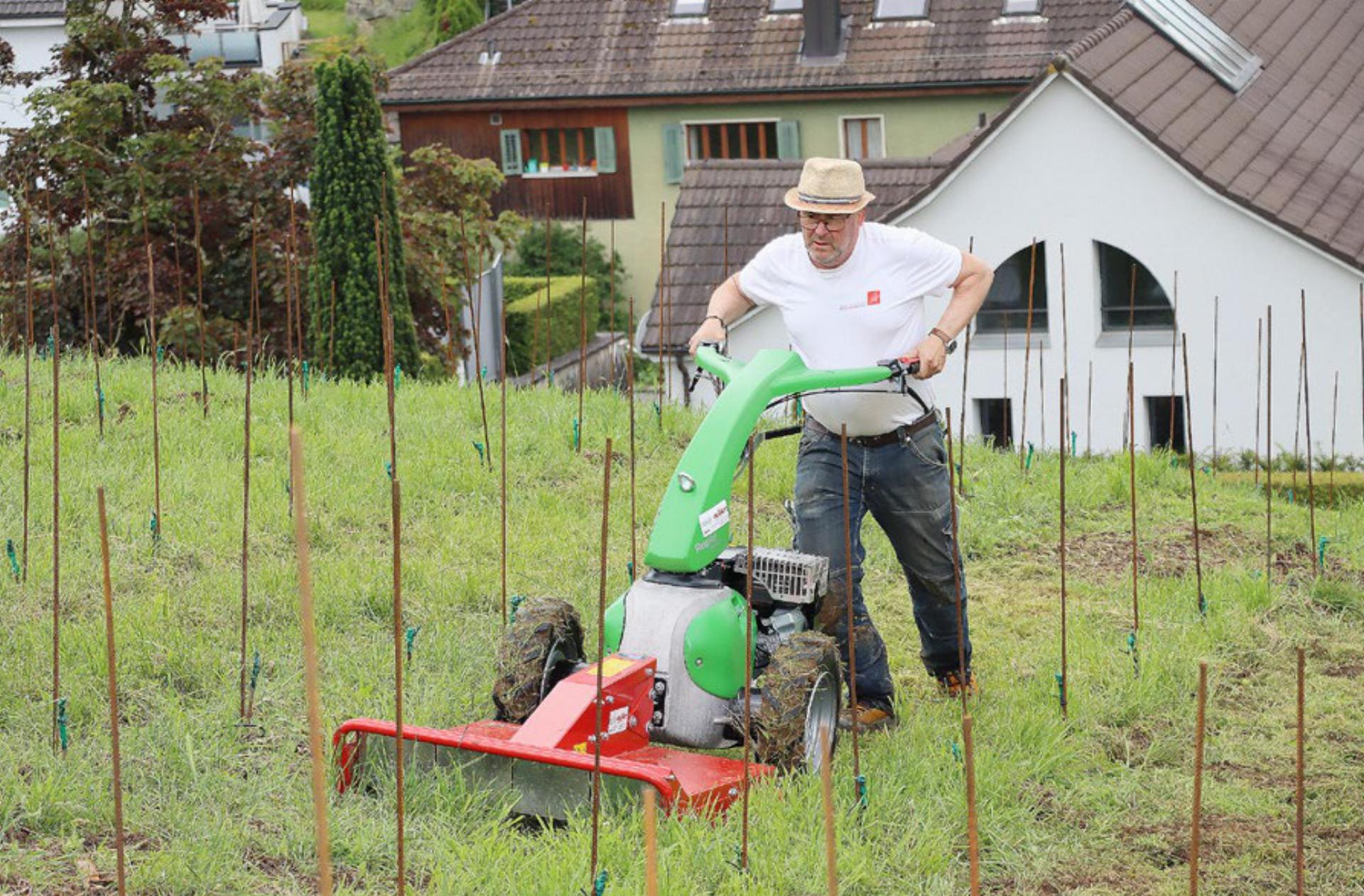 Weinbautradition kehrt zurück