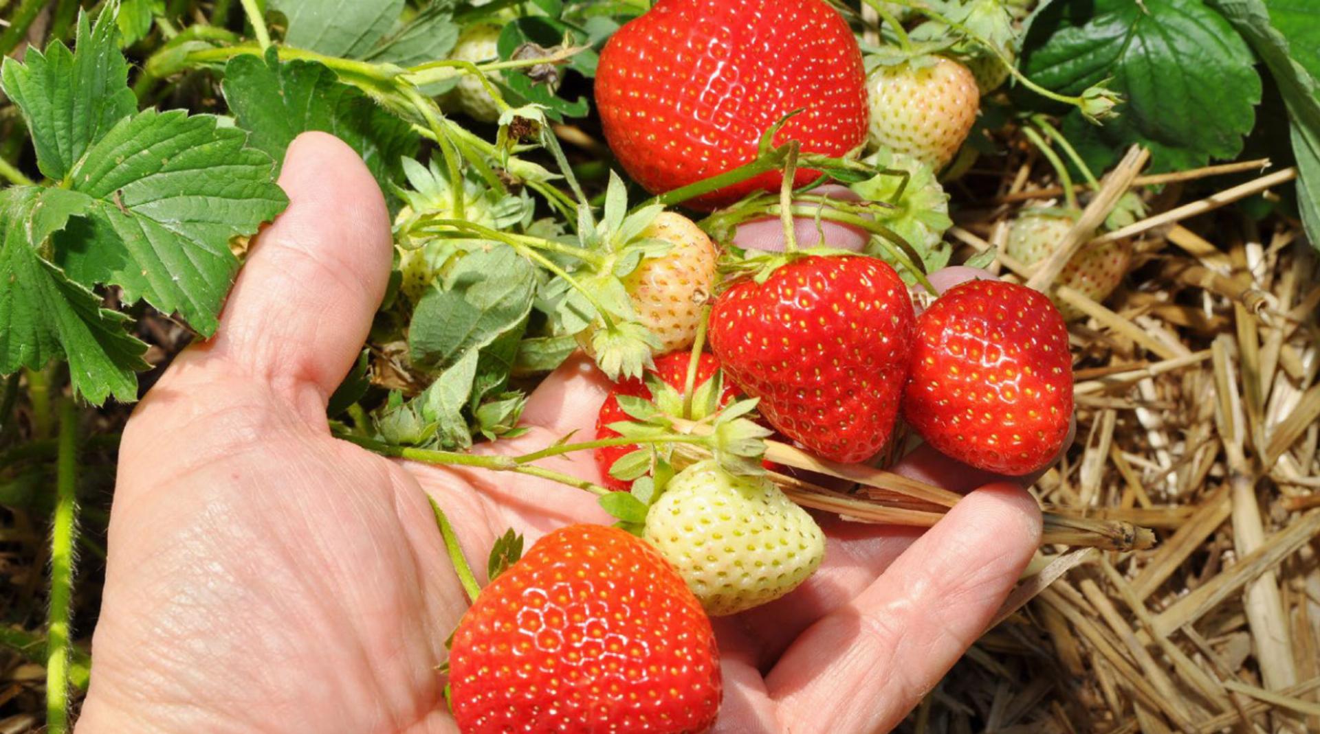 Letzte Chance auf frische Erdbeeren vom Feld
