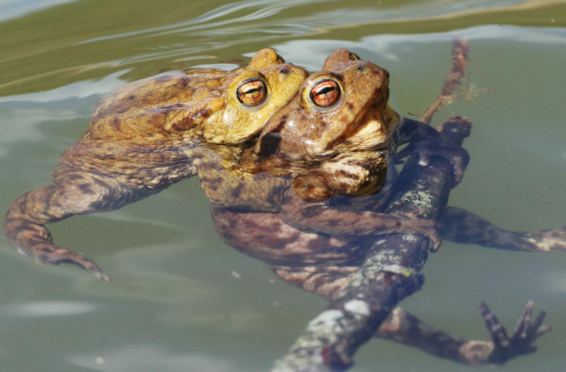 Rettet die Amphibien