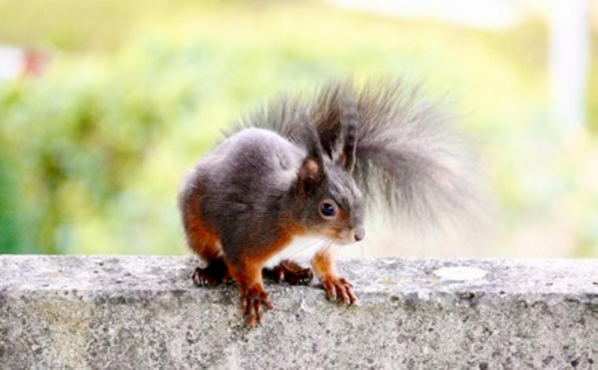 Projekt Wilde Nachbarn startet - Das Bild wird blockiert. – Möglicherweise durch einen aktiven Adblocker.