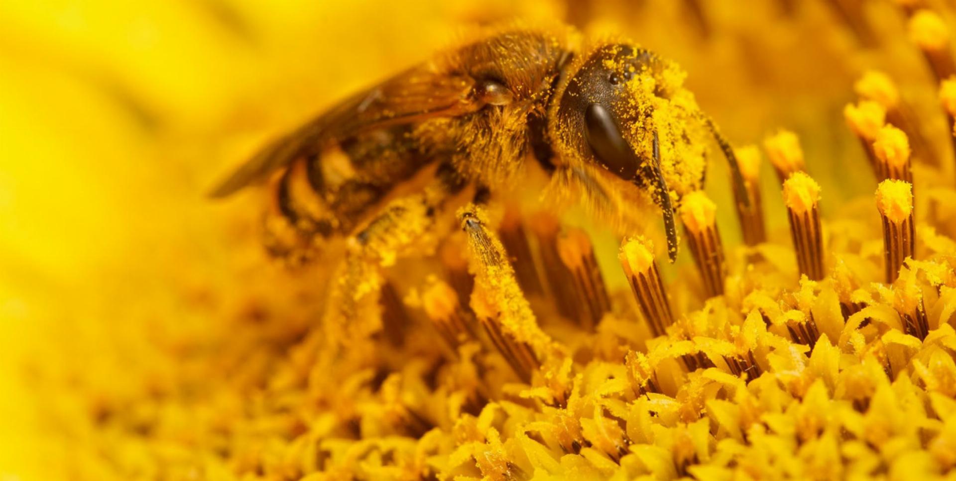 Pollenallergie ganzheitlich und individuell regulieren - Das Bild wird blockiert. – Möglicherweise durch einen aktiven Adblocker.