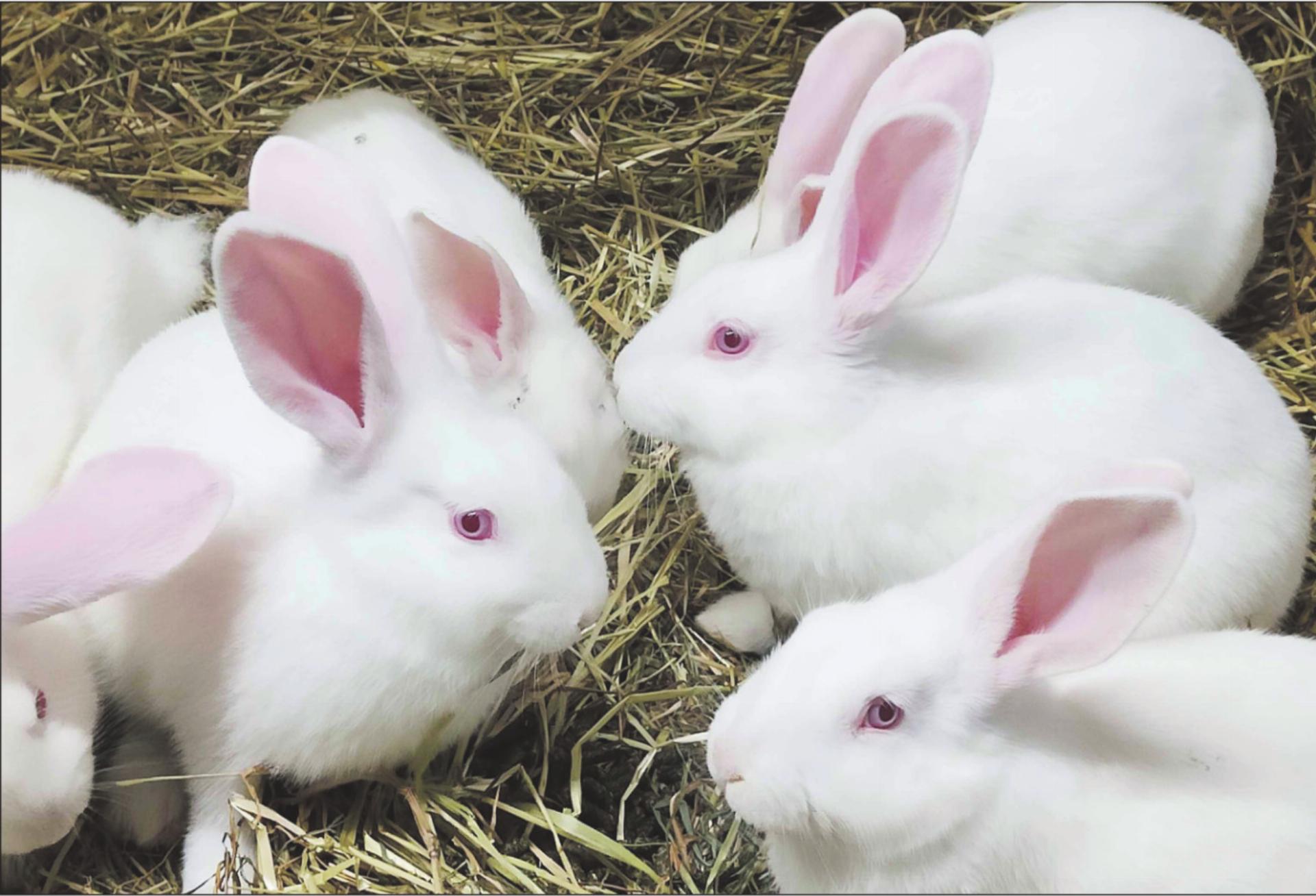 Kaninchenseuche: Betriebe fürchten um Existenz - Das Bild wird blockiert. – Möglicherweise durch einen aktiven Adblocker.