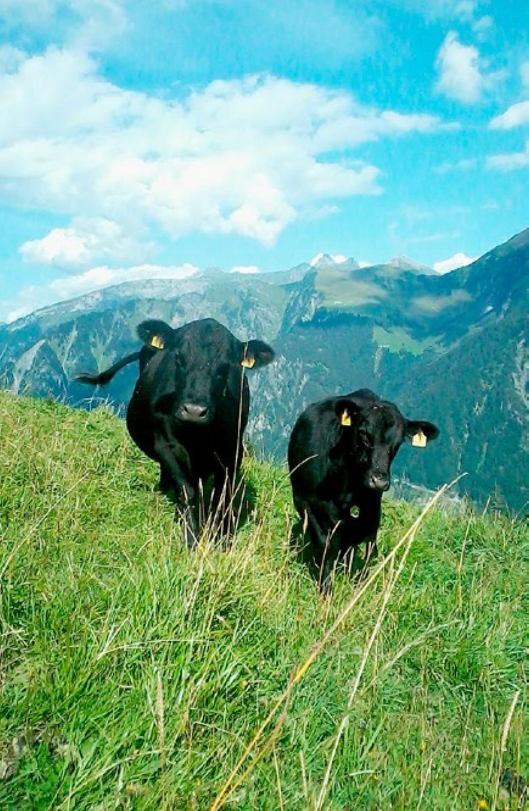 Sommerfrische: In den heissen Monaten zügelt ein Teil der Herde auf die Alp im Kanton Glarus. Sommerfrische: In den heissen Monaten zügelt ein Teil der Herde auf die Alp im Kanton Glarus.
