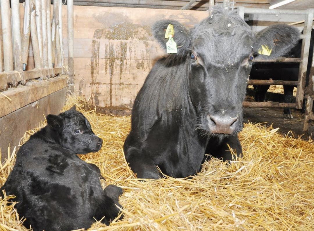 Mutterkuh «Roxi» mit ihrem am Vortag geborenen Kälbchen. Die Besonderheit der Mutterkuhhaltung ist, dass die Kühe ihre Kälber selbst aufziehen dürfen. Diese kommen mit auf die Weide und fressen auch Gras und Stroh. Mutterkuh «Roxi» mit ihrem am Vortag geborenen Kälbchen. Die Besonderheit der Mutterkuhhaltung ist, dass die Kühe ihre Kälber selbst aufziehen dürfen. Diese kommen mit auf die Weide und fressen auch Gras und Stroh.