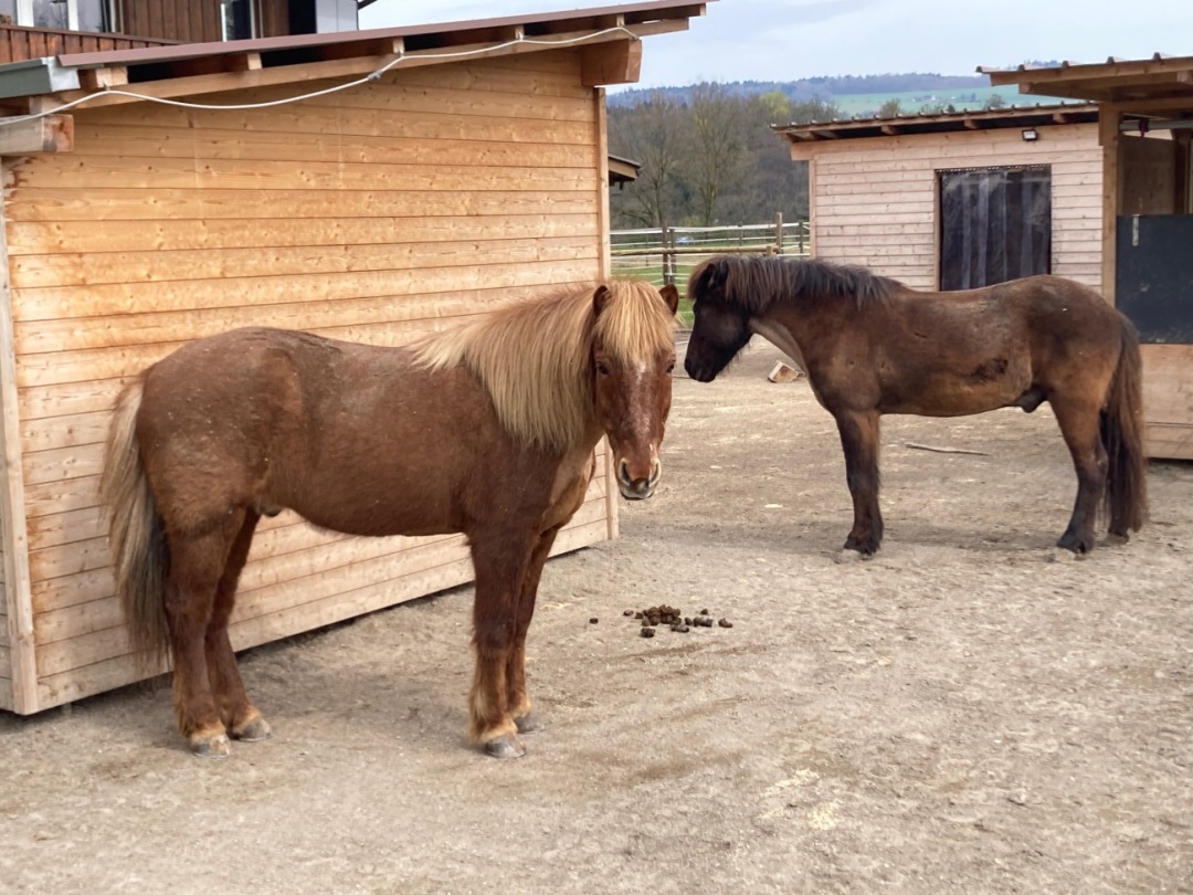 In der Anlage Traumfänger gibt es ausschliesslich Islandpferde. Foto: mbe In der Anlage Traumfänger gibt es ausschliesslich Islandpferde. Foto: mbe