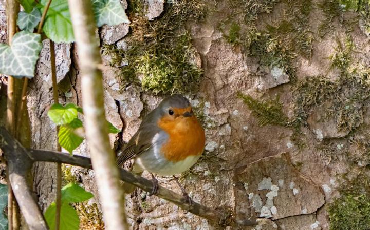 Das Rotkehlchen. Seine Brust ist tatsächlich orange. Foto: Andreas Hauser