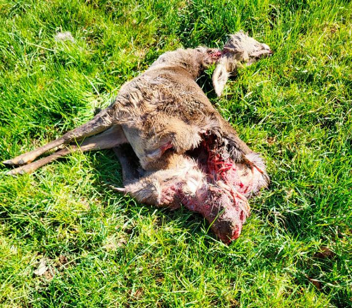 Nichts für schwache Nerven: Das Reh wurde von zwei Hunden auf der Huswiese in Tägerig gerissen. Hunde müssen im Wald immer angeleint sein. Foto: zVg
