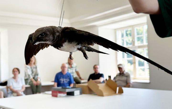Ein Präparat eines Alpenseglers im Landvogteischloss Baden. Foto: zVg