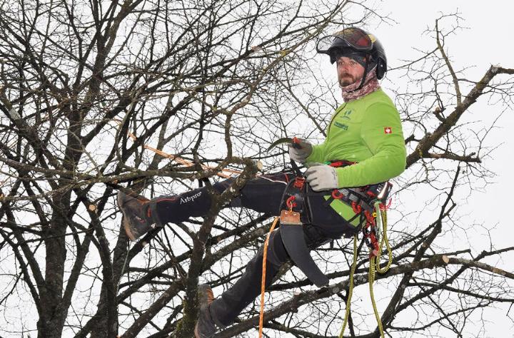 Die Baumpfleger waren mit Seilen gesichert im Geäst unterwegs und entfernten unter anderem Totholz aus den Baumkronen. Hier werden die über 60- jährigen Sommerlinden auf der Schulanlage Leematten geschnitten. Fotos: ml