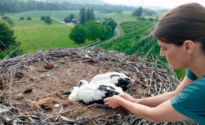Sabine Fuchs legt den zwei jungen Störchen, hoch oben im Humbelschen Horst, einen Ring um ihren Fuss. Foto: zVg