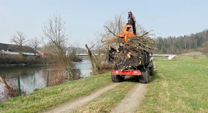 Die Stämme der Weiden am Reuss-Uferweg werden um einige Meter gekürzt.