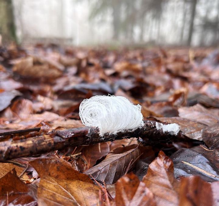Haareis, auch Elfen-, Engelshaar oder Zwergenbart genannt, ist extrem zerbrechlich. Es schmilzt bei der kleinsten Berührung oder beim ersten Sonnenstrahl. Diese Locke wurde im Wald am Rohrdorferberg gefunden. Foto: hhs