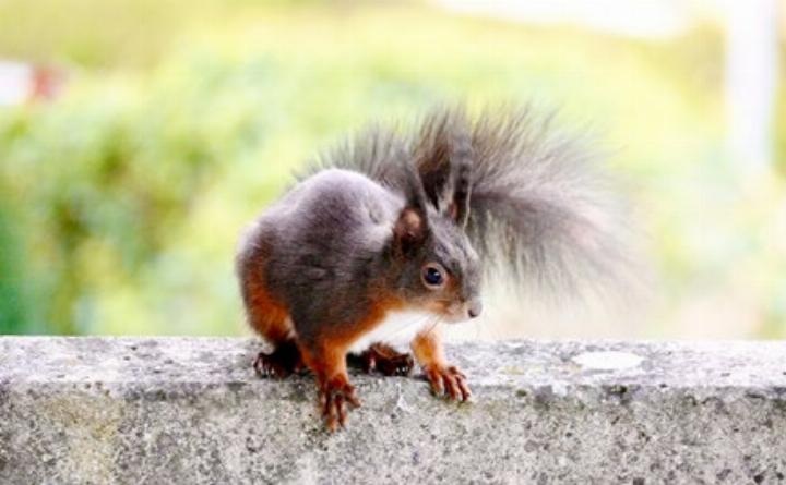 Eichhörnchen sind tagaktiv. Foto: Tamara Probst/zVg