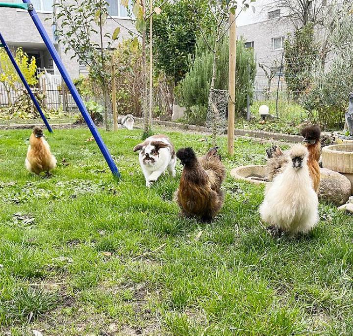 Die Zwergseidenhühner laufen im Garten frei herum.