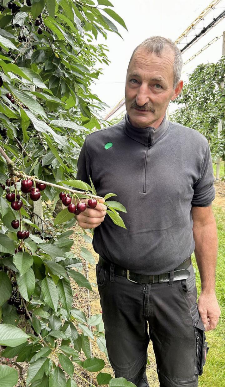 Andreas Seeholzer zeigt in seinen Kirschenkulturen auf dem Saumhof dicht behangene Äste, deren Kirschen täglich degustiert werden. Die Ernte dürfte noch rund zwei Wochen lang andauern. Foto: hhs