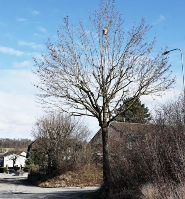Der Nistkasten an der Wallisstrasse nach der Baumschnittaktion am Schmutzigen Donnerstag. Foto: zVg