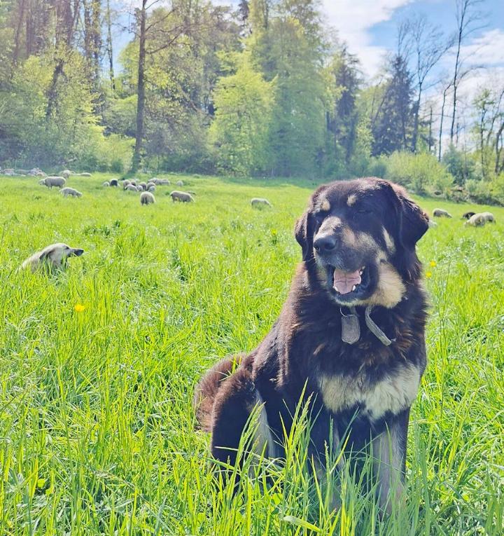 Herdenschutzhund «Baghira» hütet seine Schafe (hinten). Foto: zVg