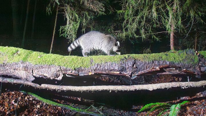Der Waschbär im Gebiet Torfmoos ging einem Fotografen in die Fotofalle. Erkennbar sind Waschbären am buschigen, schwarz-weiss geringelten Schwanz und der schwarzen «Maske» im Fell über den Augen. Foto: Daniel Zuppinger