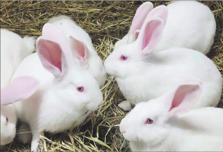 Die herzigen Chüngel sind aktuell von der meist tödlich verlaufenden viralen Krankheit bedroht. Private Halterinnen und Halter und professionelle Züchter sollten jetzt besondere Schutzmassnahmen ergreifen. Foto: zVg
