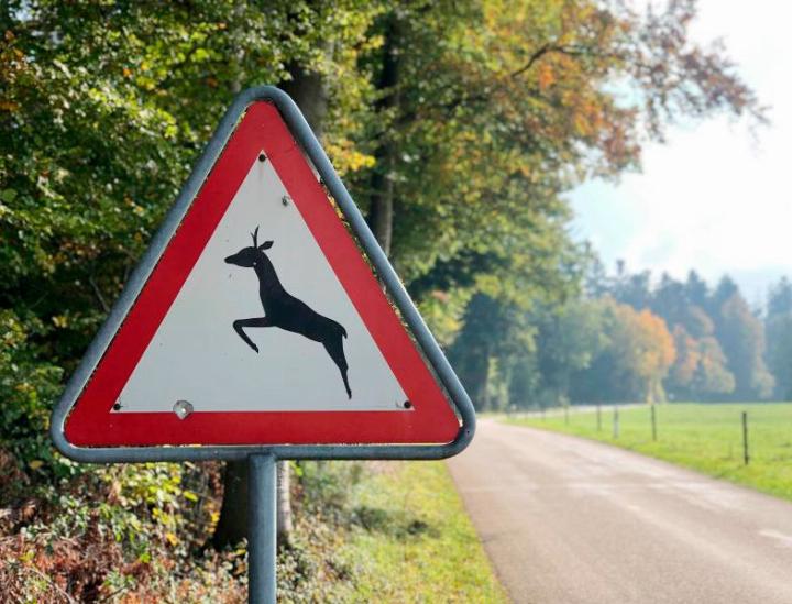 An Feld- und Waldrändern ist Vorsicht wegen Wildtieren geboten. Foto: zVg