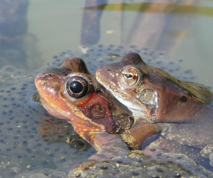 Ein Grasfroschpaar. Foto: Andreas Meier