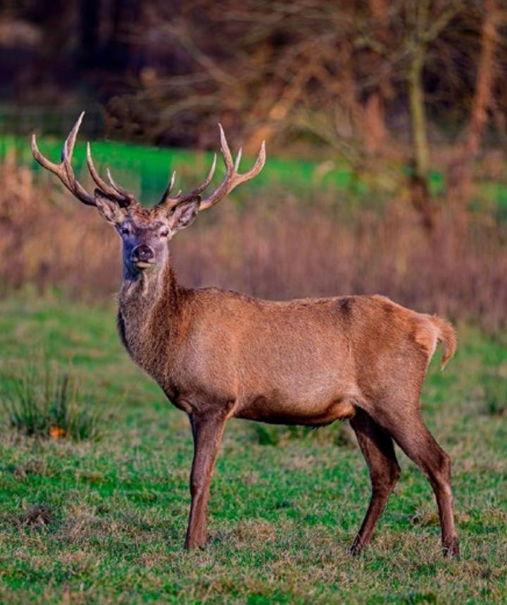 Ein schöner Rothirsch. Foto: Pixabay