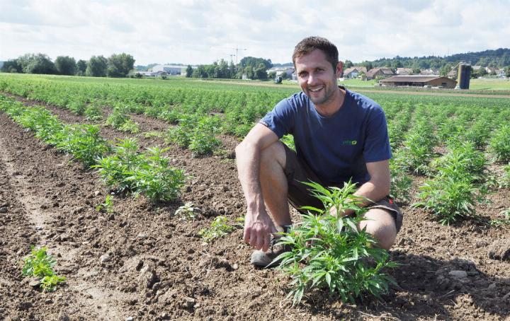 Landwirt Andi Hufschmid auf einem Feld mit legalem CBD-Cannabis, das keine berauschenden Wirkstoffe enthält. Wo er zu Studienzwecken den THC-Cannabis zur Herstellung von «Gras» und Haschisch anbaut, bleibt geheim. Foto: ml