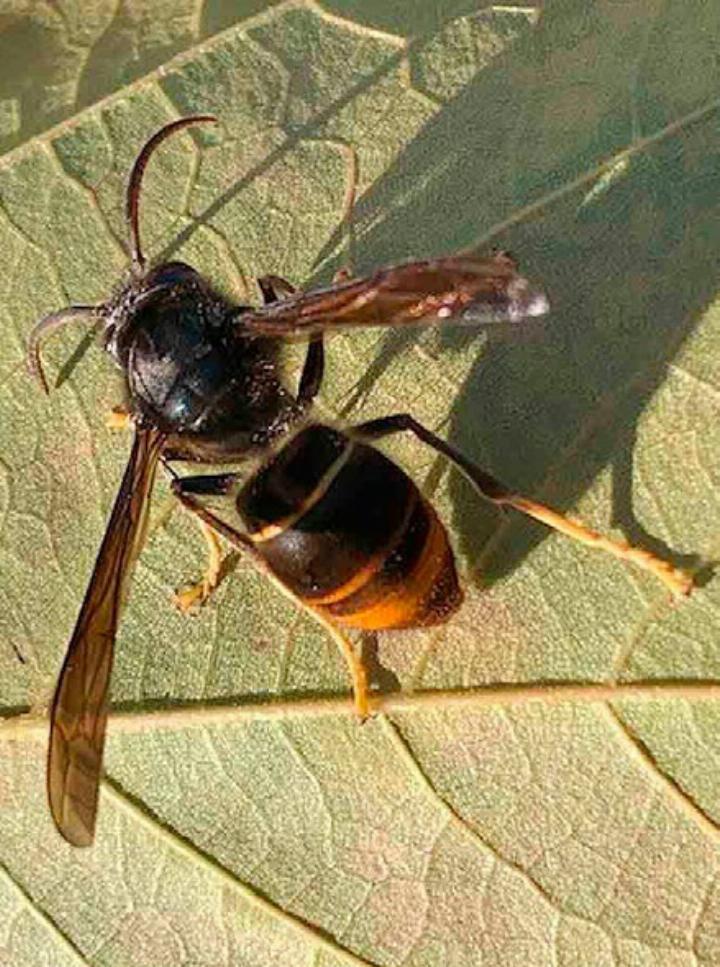 Die Asiatischen Hornissen füttern ihre Larven mit einheimischen Insekten, insbesondere Wild- und Honigbienen.