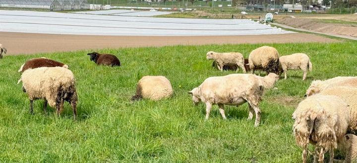Passanten haben sich beim Kanton beschwert: Die Schafe auf der Weide, im Hintergrund die Umfahrung. Foto: zVg