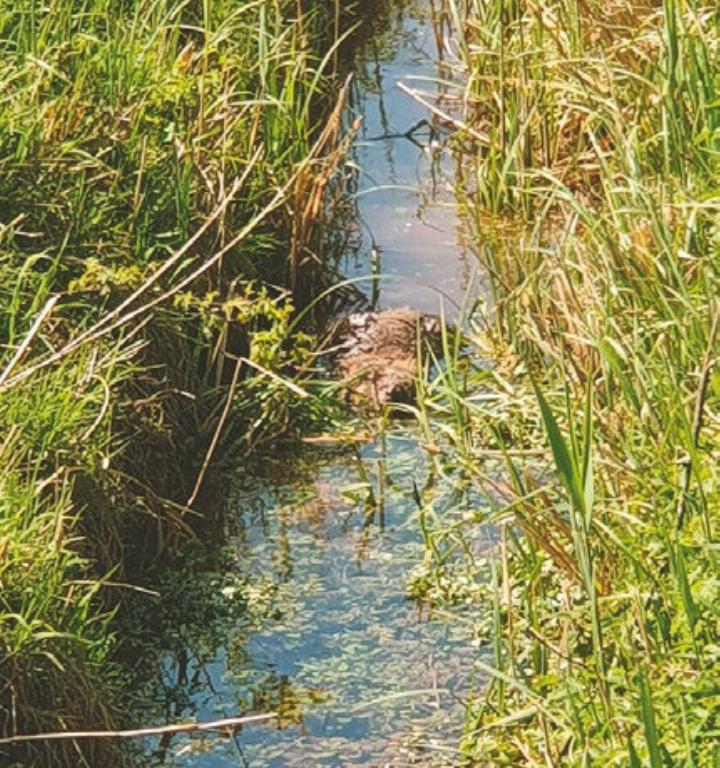 Biber in einem Wasserlauf in Sulz.