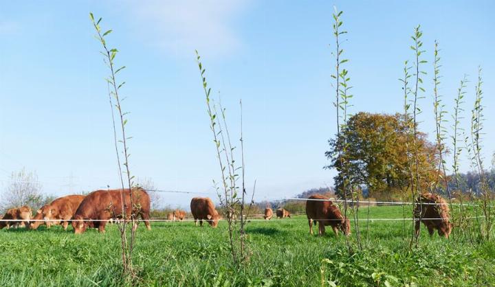 Künftige Futterhecke auf dem Hof Adlerzart in Oberrüti. Fotos: Raphaela Graf