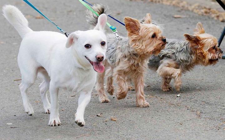 Vom 1. April bis zum 31. Juli ist Leinenpflicht im Wald. Foto: pixabay