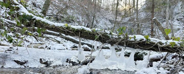 Es tropft und tropft und die eisig kalten Temperaturen lassen Wasser zu wundersamen Eisskulpturen gefrieren. Gesichtet wurden die Eisglocken beim Wasserfall in Tägerig. Fotos: hhs
