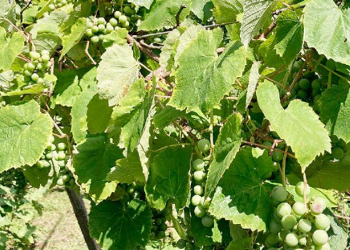 Besuch im Weinberg. Foto: Archiv