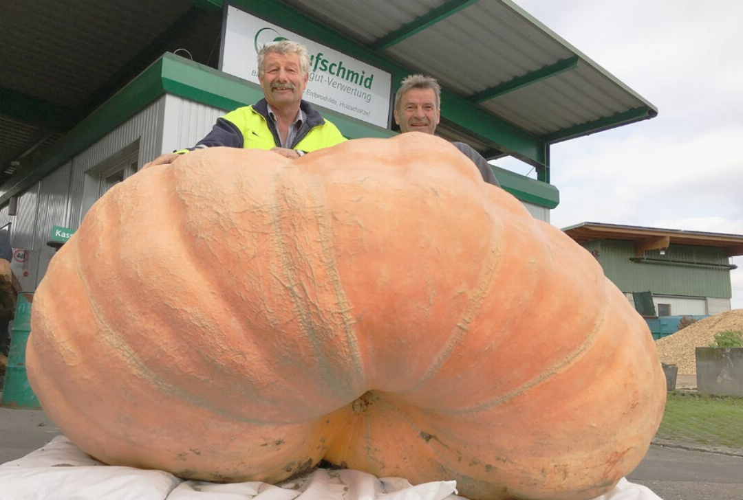 Hufschmid (r.) mit Kollege Urs Schwegler. Sie stellten 2018 den Schweizer Rekord des schwersten Kürbis auf. Das Monster wog stolze 764 Kilo. Fotos: zVg Hufschmid (r.) mit Kollege Urs Schwegler. Sie stellten 2018 den Schweizer Rekord des schwersten Kürbis auf. Das Monster wog stolze 764 Kilo. Fotos: zVg