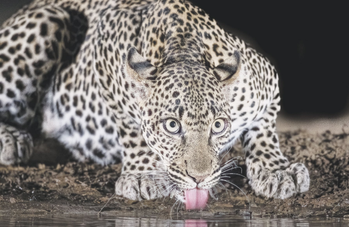 Ein Leopard findet sich nachts beim Wasserloch ein – mit grösster Wachsamkeit behält er seine Umgebung im Auge. Fotos: Rudolf Hug