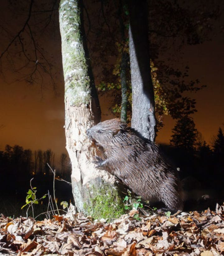 Stets aktiv: der Biber. Foto: zVg