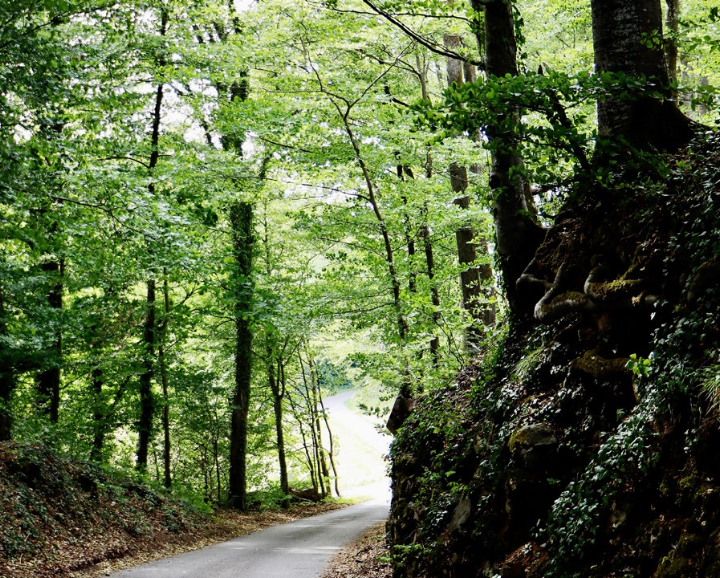 Um im Wald Brandhölzli/Münzel/Hübel die Gefahrenstelle bei der Grossfeldstrasse zu entschärfen, wird diese mit einem Rüttelbelag versehen. Foto: dg Um im Wald Brandhölzli/Münzel/Hübel die Gefahrenstelle bei der Grossfeldstrasse zu entschärfen, wird diese mit einem Rüttelbelag versehen. Foto: dg