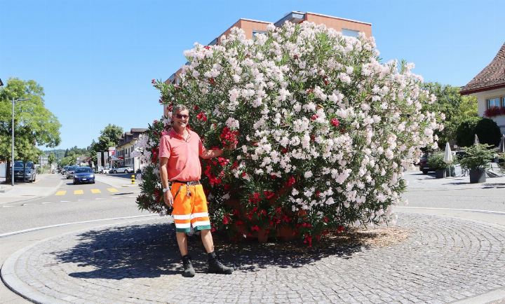 Johannes Melder, Leiter Werkhof, zeigt stolz seinen Lieblingsbusch: Der Oleander steht in voller Blüte. Foto: dg