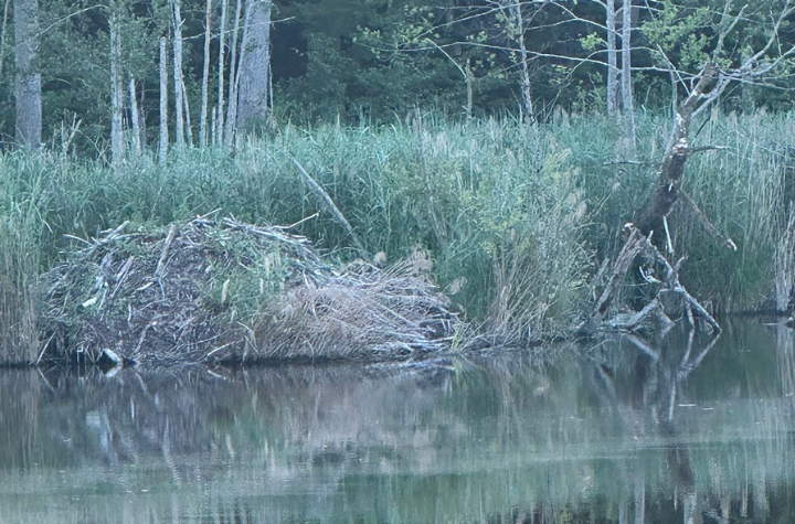 Die Biberburg im Torfmoos beim grossen Weiher. Fotos: zVg