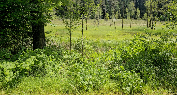 Im Norden des «Taumoos» soll die neue Holzplattform entstehen und freien Blick in das seltene Hochmoor auf Niederrohrdorfer Gebiet geben. Foto: zVg