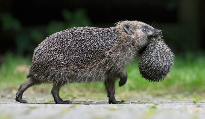 Eine Igelmutter transportiert ihr Jungtier in ein neues Versteck. Wahrscheinlich wurde sie am alten Ort gestört. Foto: Biosphoto/Ronald Stiefelhagen/zVg