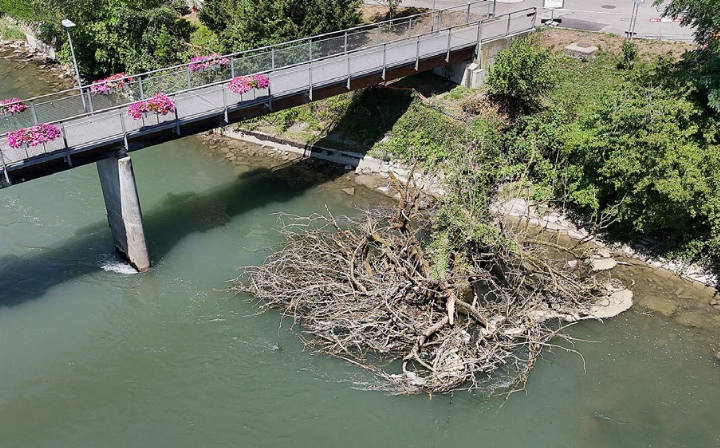 Am 20. Juli kippte die Trauerweide in die Reuss. Sie war abgestorben und hätte ohnehin gefällt werden sollen. Fotos: Viktor Zimmermann/zVg
