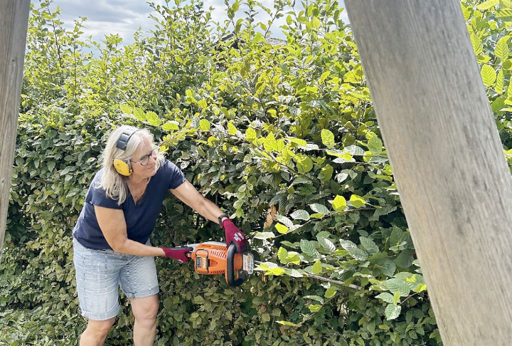 «Hoch und runter» – leichter als gedacht. Ich bearbeite die Hainbuche mit der Akku-Heckenschere. Foto: Andi Eichler «Hoch und runter» – leichter als gedacht. Ich bearbeite die Hainbuche mit der Akku-Heckenschere. Foto: Andi Eichler