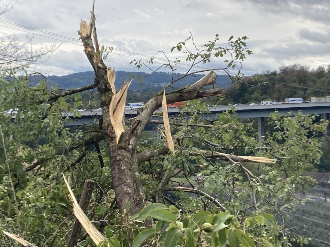 Ein verwüsteter Baum bei Birmenstorf. Foto: mbe Ein verwüsteter Baum bei Birmenstorf. Foto: mbe