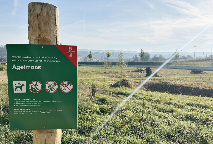 Tümpel, Asthaufen und Wurzelstöcke werten das Feuchtgebiet «Ägelmoos» neben der Umfahrung auf. Foto: hhs