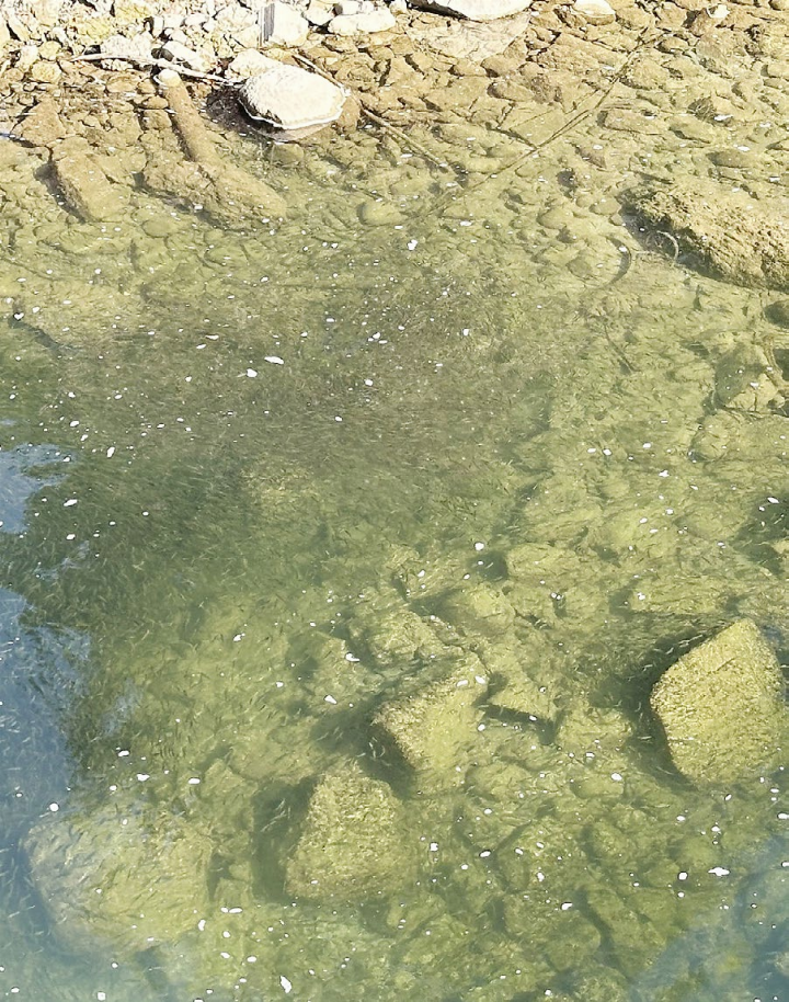Riesige Fischschwärme waren kürzlich vom Städtlisteg in der ruhigen Uferzone zu sehen. Viele Passantinnen und Passanten blieben stehen und verfolgten das seltene Naturschauspiel. Fotos: dg